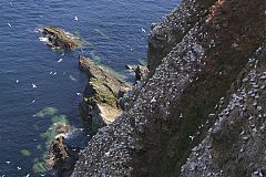 Northern Gannet